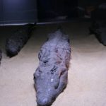 The  crocodile mummies in the new museuml